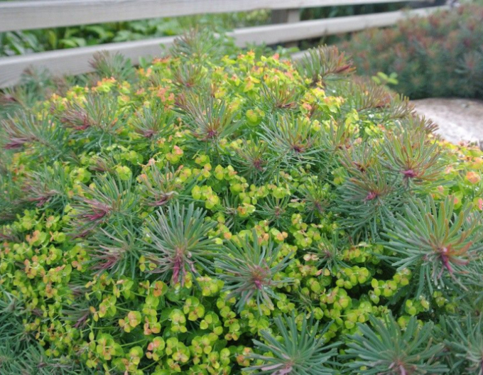 Zypressen Wolfsmilch Fens Ruby