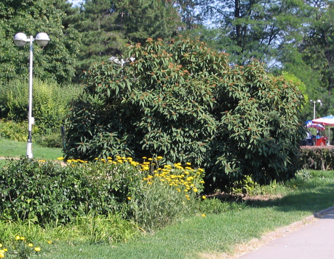 Faltenblättriger Schneeball 3l