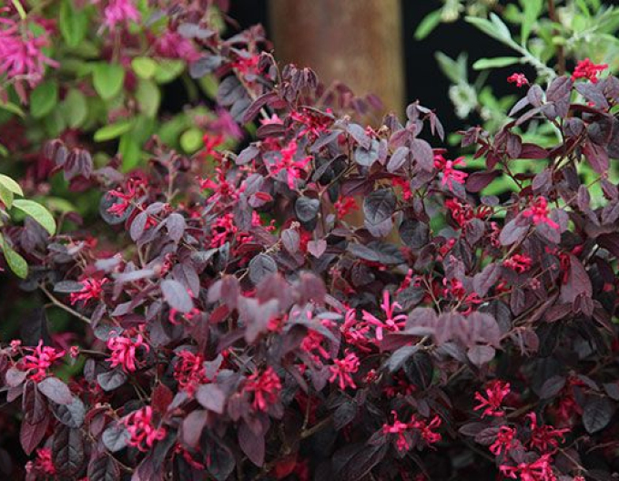 Loropetalum  Fire Dance