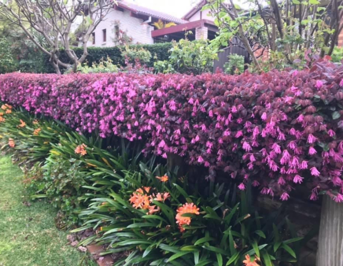 Loropetalum  Fire Dance