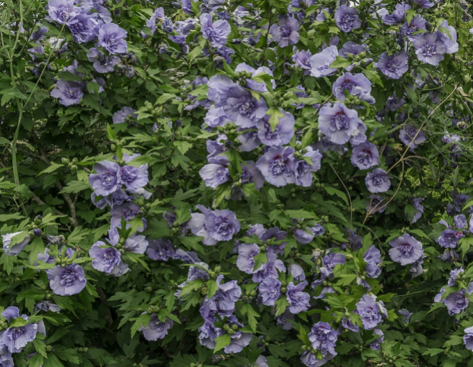 Garten-Eibisch Blue Chiffon