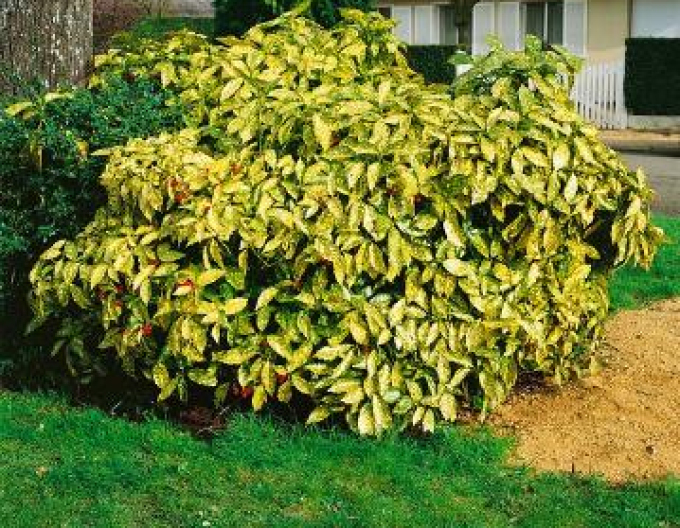 Japanische Aucube Sulphurea Marginata