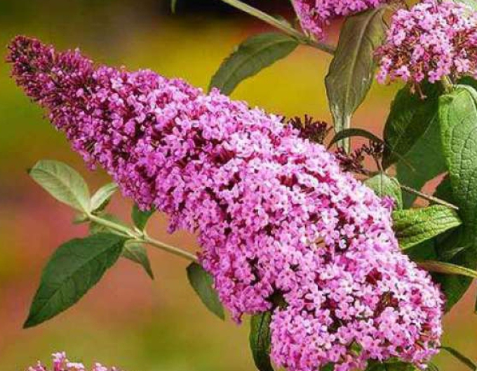 Budleja davidii Pink Delight 2l