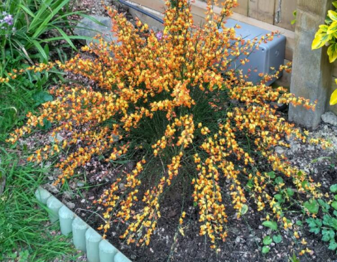 Elfenbein Ginster Apricot Gem