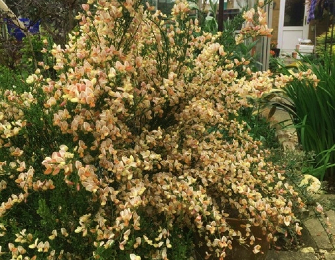 Elfenbein Ginster Apricot Gem