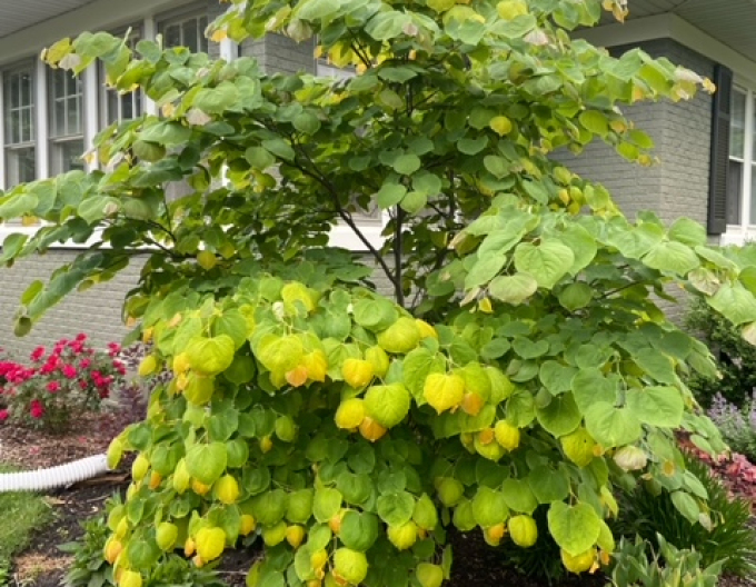 Judasbaum  Rising Sun 80cm