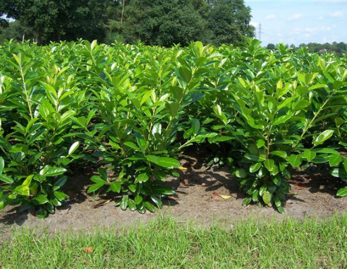 Kirschlorbeer Novita