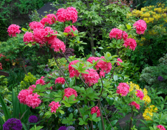 Azalee großblumig Homebush