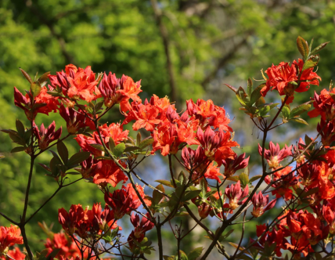 Azalee großblumig Parkfeuer