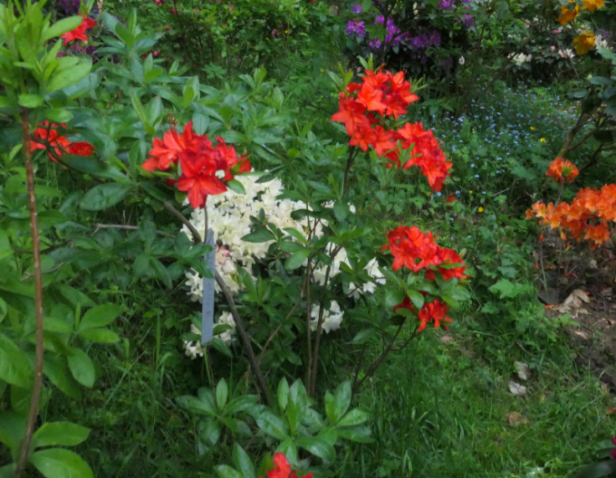 Azalee großblumig Parkfeuer