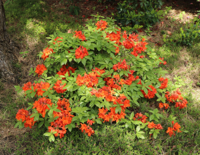 Azalee großblumig Gibraltar