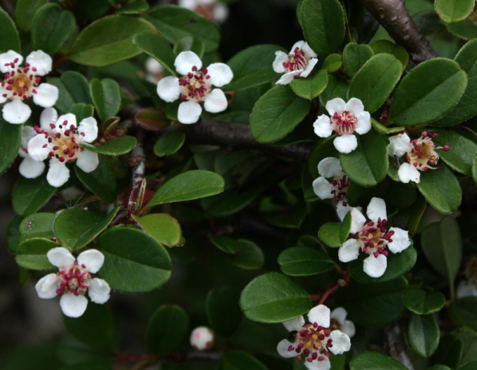 Teppichmispel Eichholz 9x9