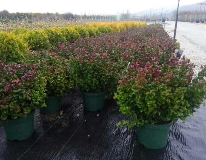 Leukote axillaris Curly Red