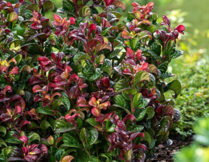 Leukote axillaris Curly Red