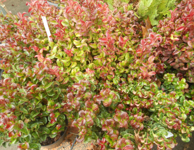 Leukote axillaris Curly Red