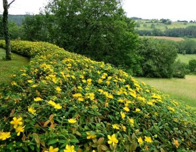 Johanniskraut Hidcote