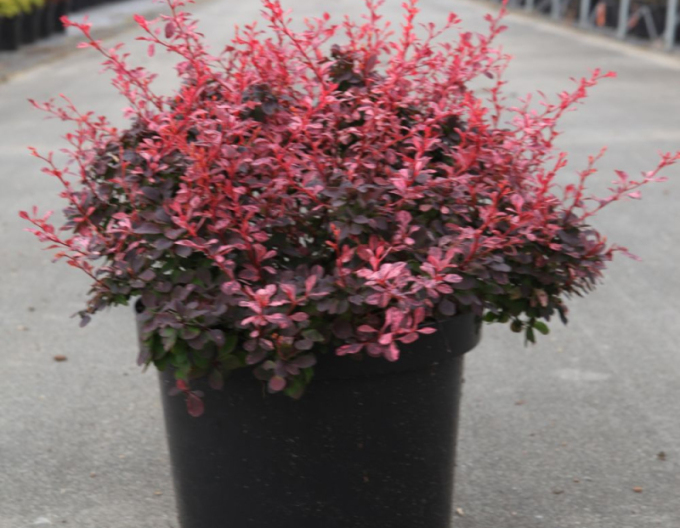 Berberitze Inspiration