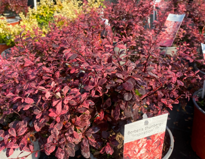 Berberitze Inspiration