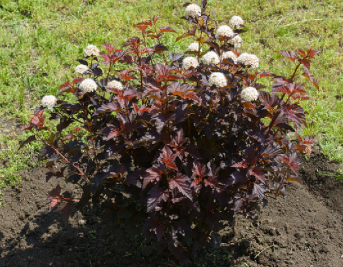 Fasanenspiere Lady in Red