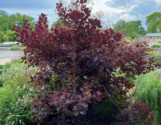 Perückenstrauch Royal Purple 125 - 150cm