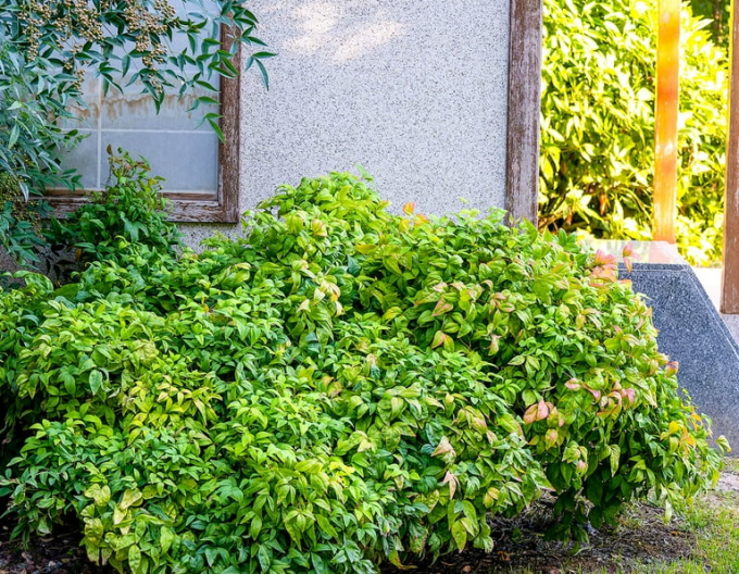 Heiliger Bambus ´Fire Power´