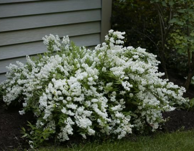 Maiblumenstrauch Nikko