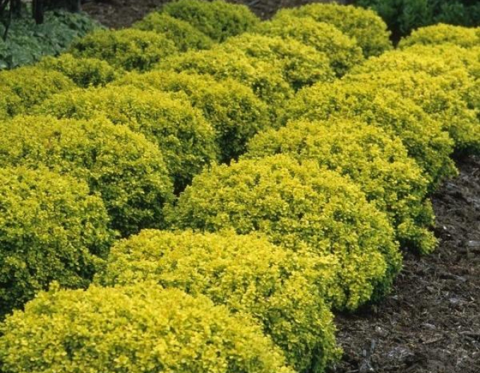 Berberitze "Tiny Gold"