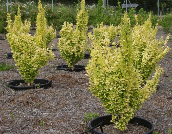 Berberitze "Golden Rocket"