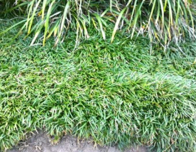 Schlangenbart  Minor