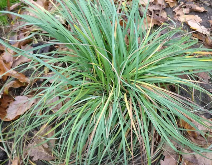 Segge Blue Zinger 1,5L