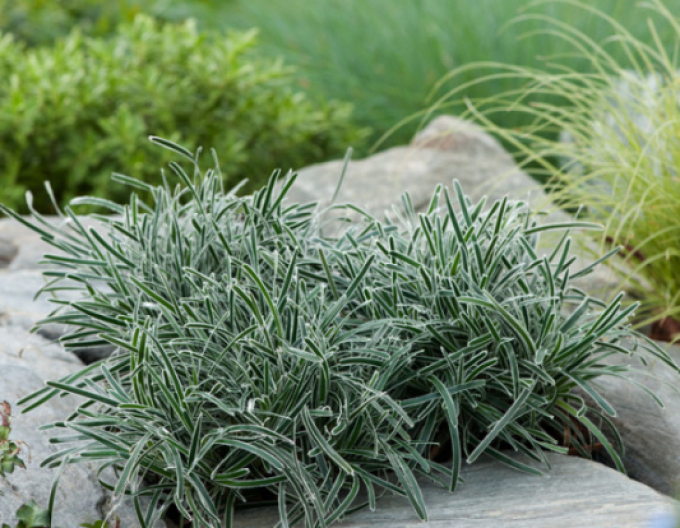 Zwergbinse ’ICE CRYSTAL’ ®