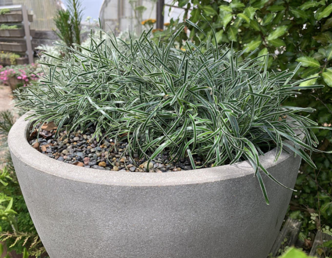 Zwergbinse ’ICE CRYSTAL’ ®