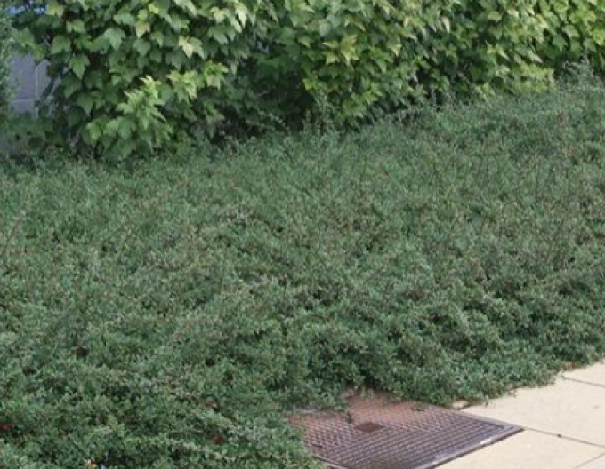 Teppichmispel Eichholz 9x9