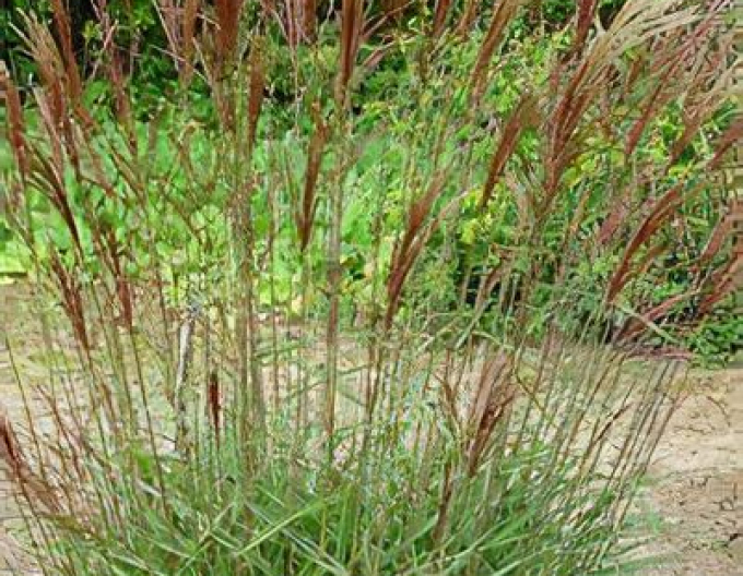 Chinaschilf Serengeti