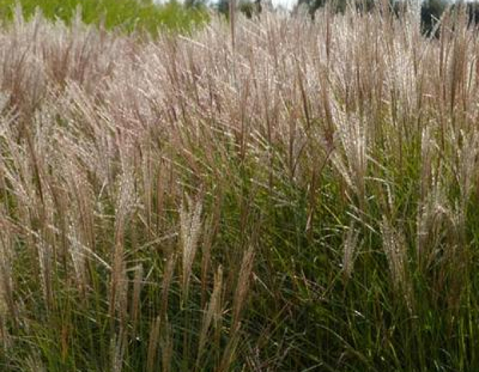 Chinaschilf Serengeti