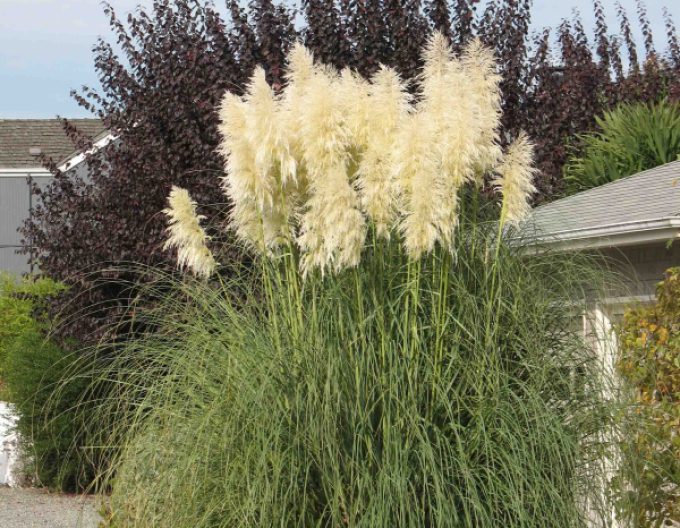 Pampasgras Weiße Feder