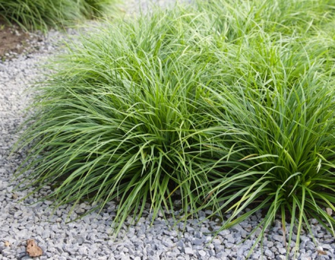 Segge ´Variegatta´