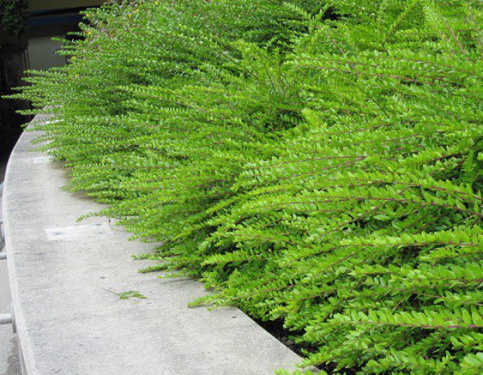 Immergrüne Heckenkirsche 9x9