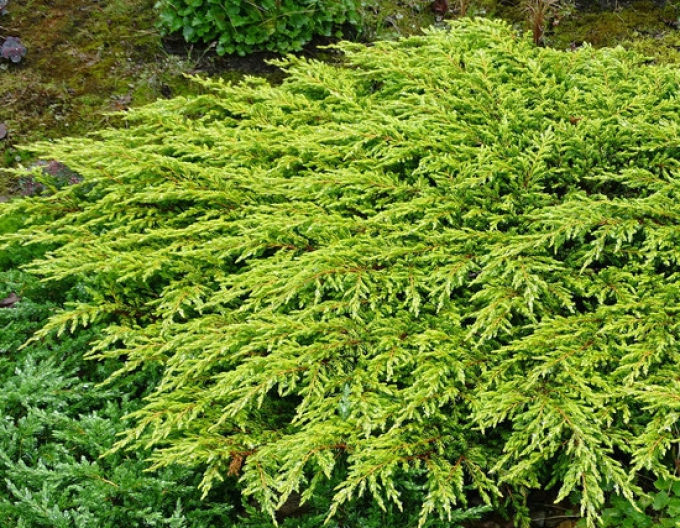 Wacholder Goldschatz