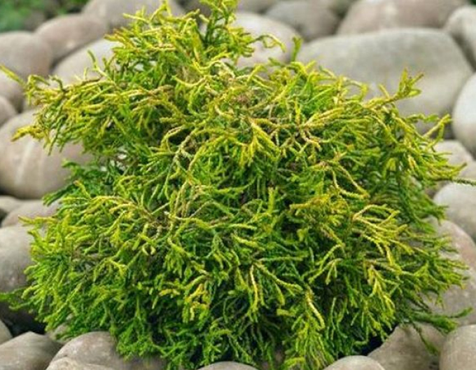 Scheinzypresse Tsatsumi Gold