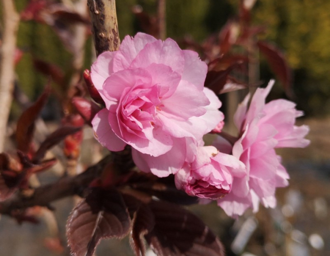 Japanische Nelkenkirsche Royal Burgundy mehrstämmig