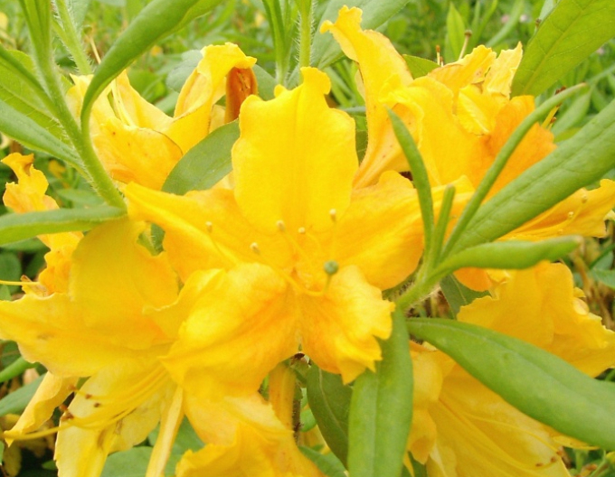 Azalee großblumig Goldenes Licht