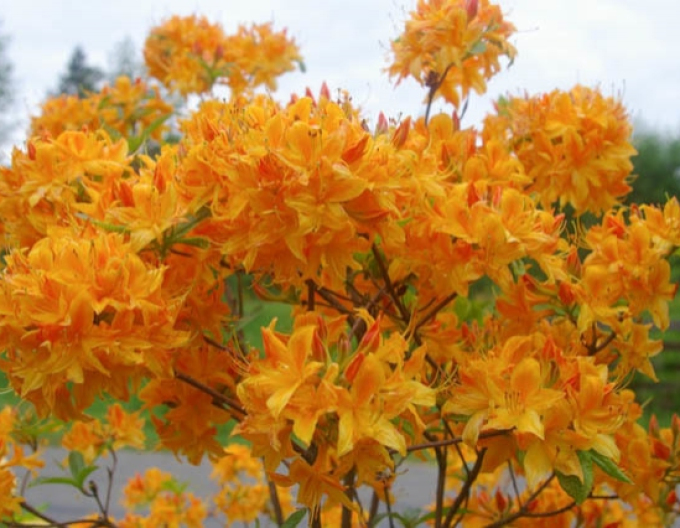 Azalee großblumig Goldenes Licht