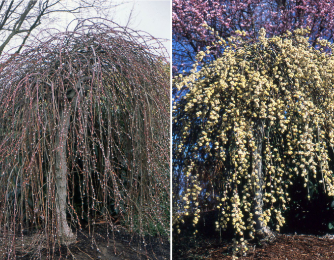 Salix caprea  Kilmarnock - Stämmchen 80cm