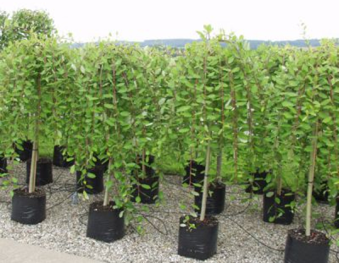 Salix caprea  Kilmarnock - Stämmchen 80cm