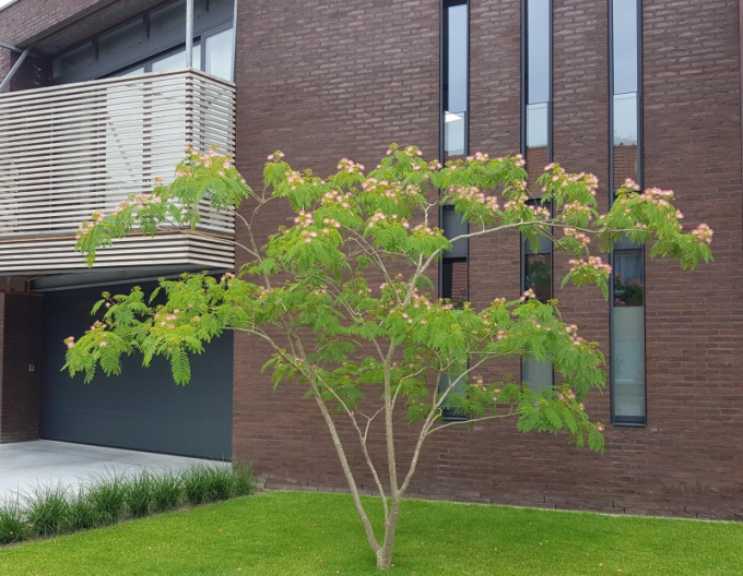 Seidenbaum 125 - 150cm