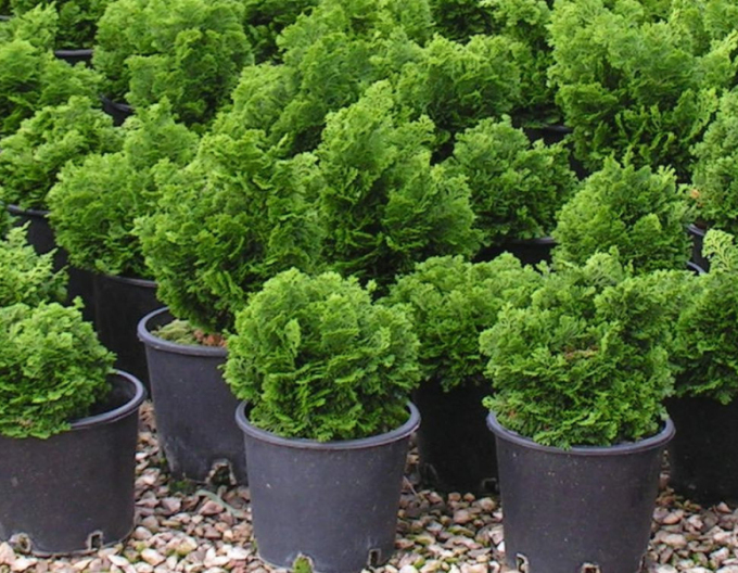 Zypresse NANA GRACILIS