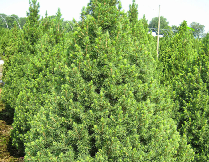 Zuckerhutfichte Conica