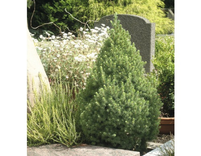 Zuckerhutfichte Conica