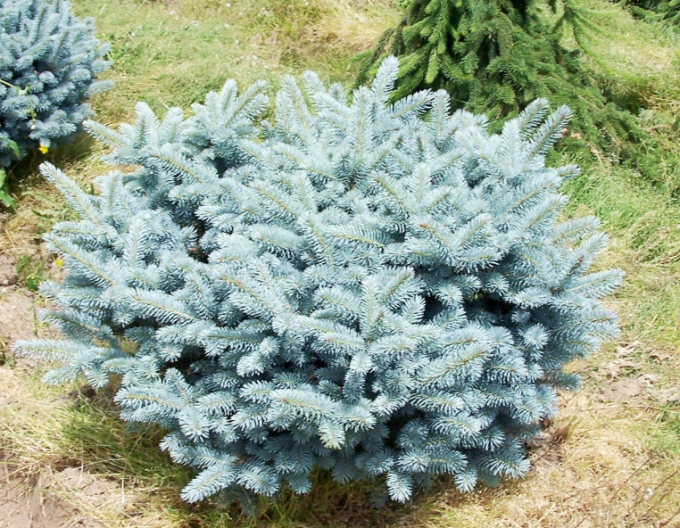 Gemeine Fichte Glauca Globosa